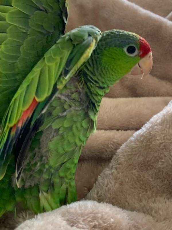 amazon-parrot-for-sale