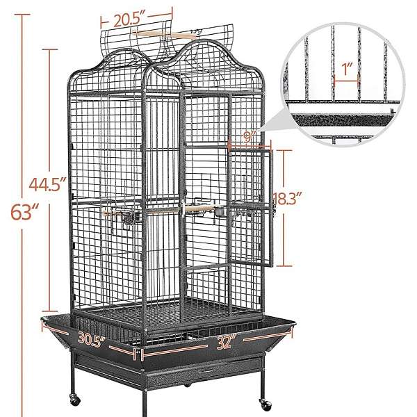 conure-for-sale-in-clermont-fl