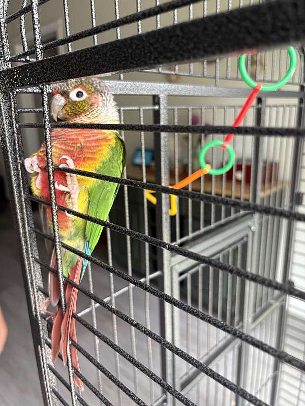green-pineapple-bird-for-sale-in-clermont-fl