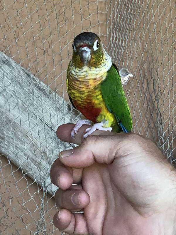young-bird