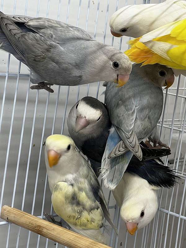 lovebird-for-sale