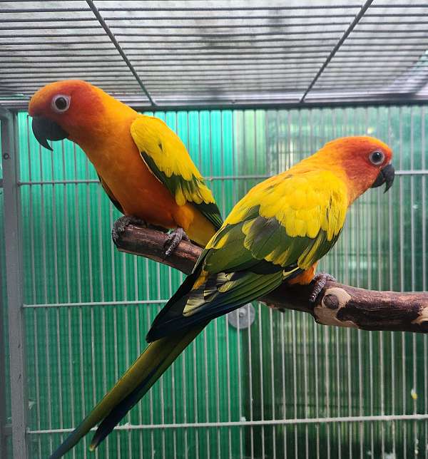conure-for-sale