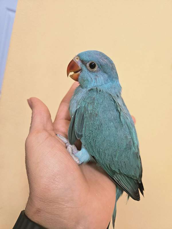 ringneck-parakeet-for-sale
