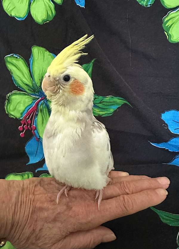 cockatiel-for-sale