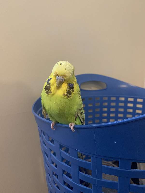 parakeet-for-sale-in-inkster-mi