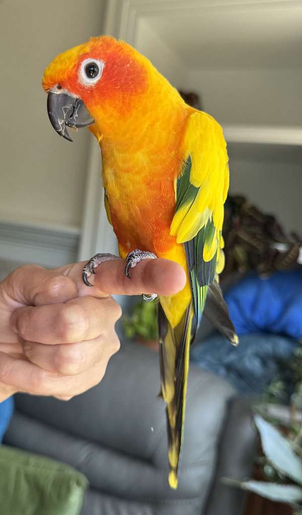 conure-sun-conure-for-sale-in-colorado