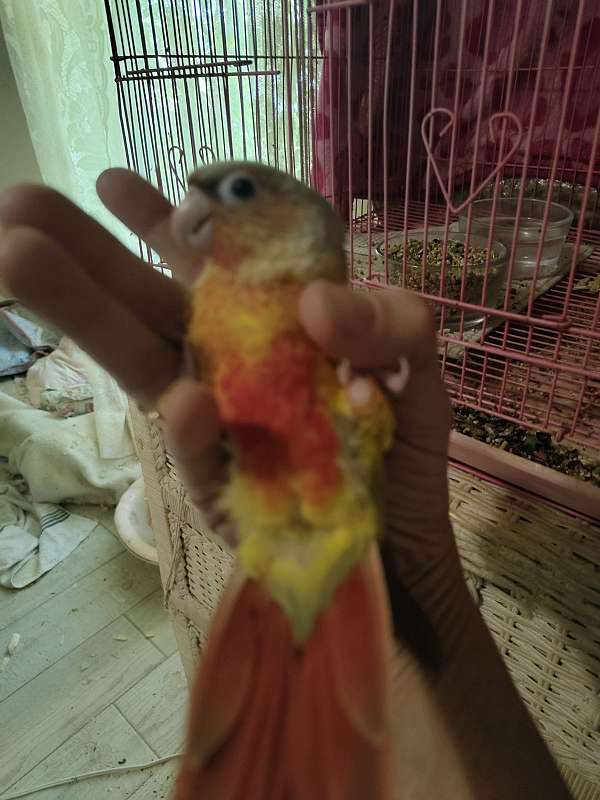 pineapple-bird-for-sale-in-cleveland-tx