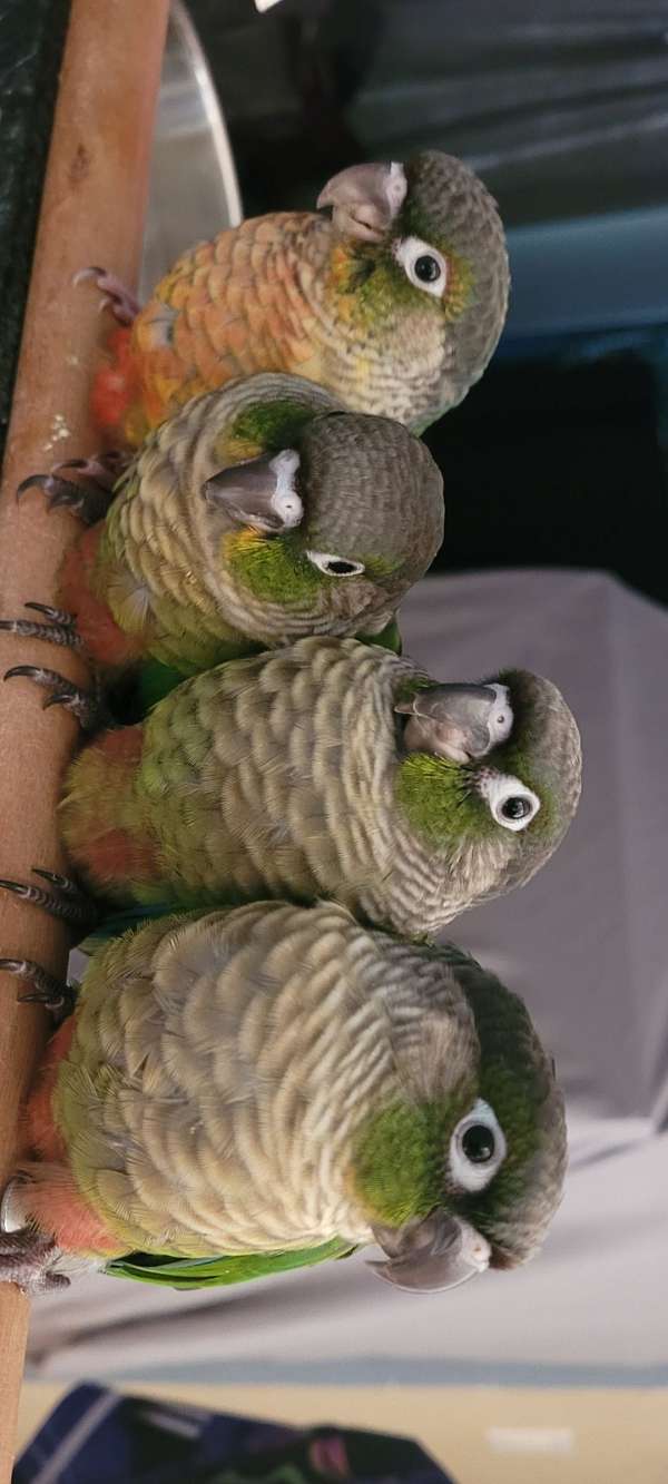conure-for-sale-in-albuquerque-nm