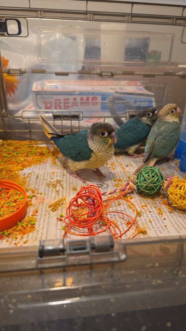 green-cheek-conure-for-sale