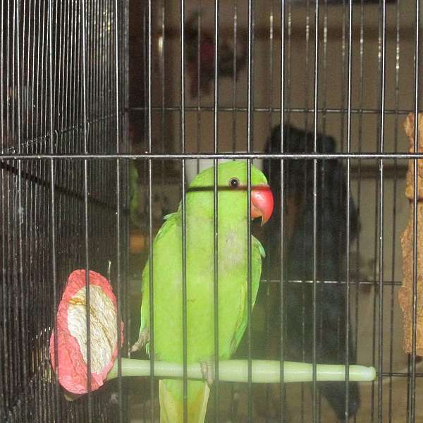 parakeet-for-sale