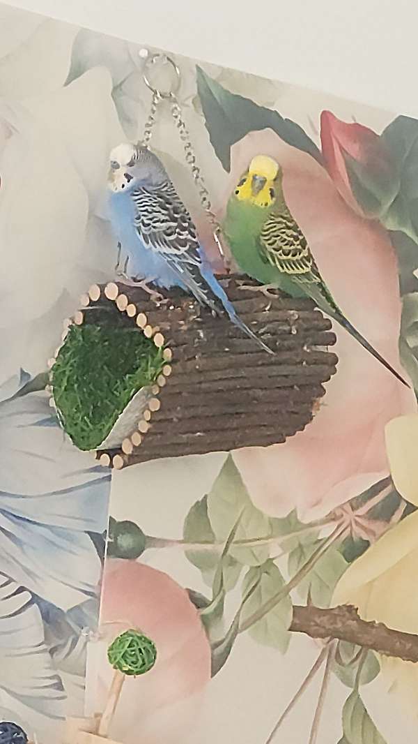 budgerigar-parakeet-for-sale-in-clementon-nj