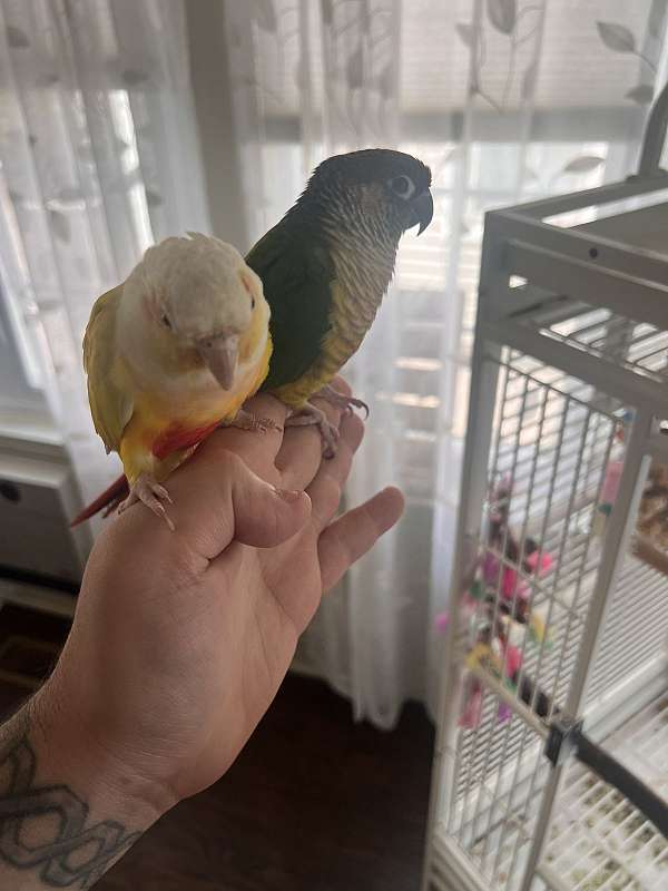 parrot-for-sale