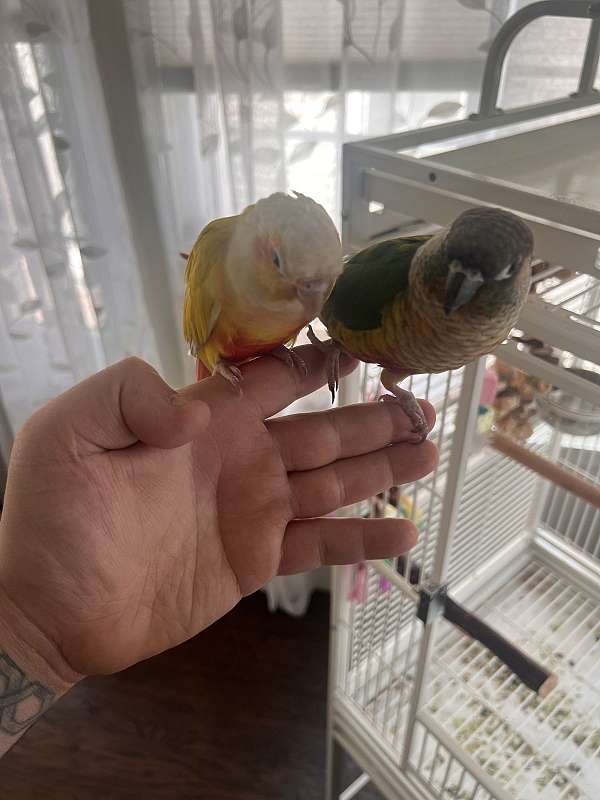parrot-for-sale-in-new-jersey