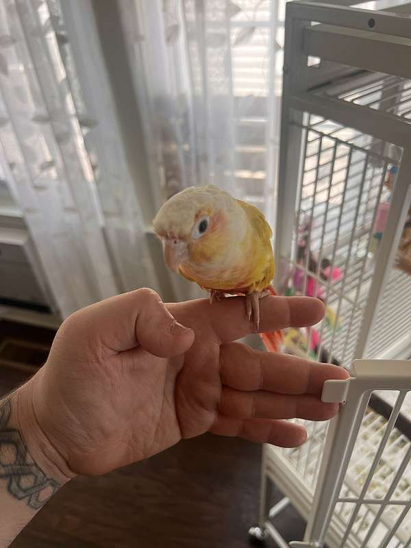 bird-for-sale-in-new-jersey