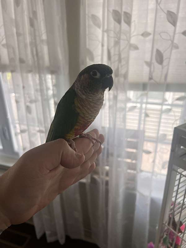 young-bird