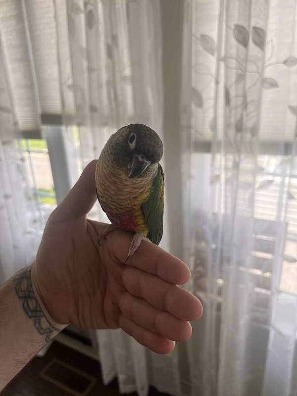 young-parrot-for-sale