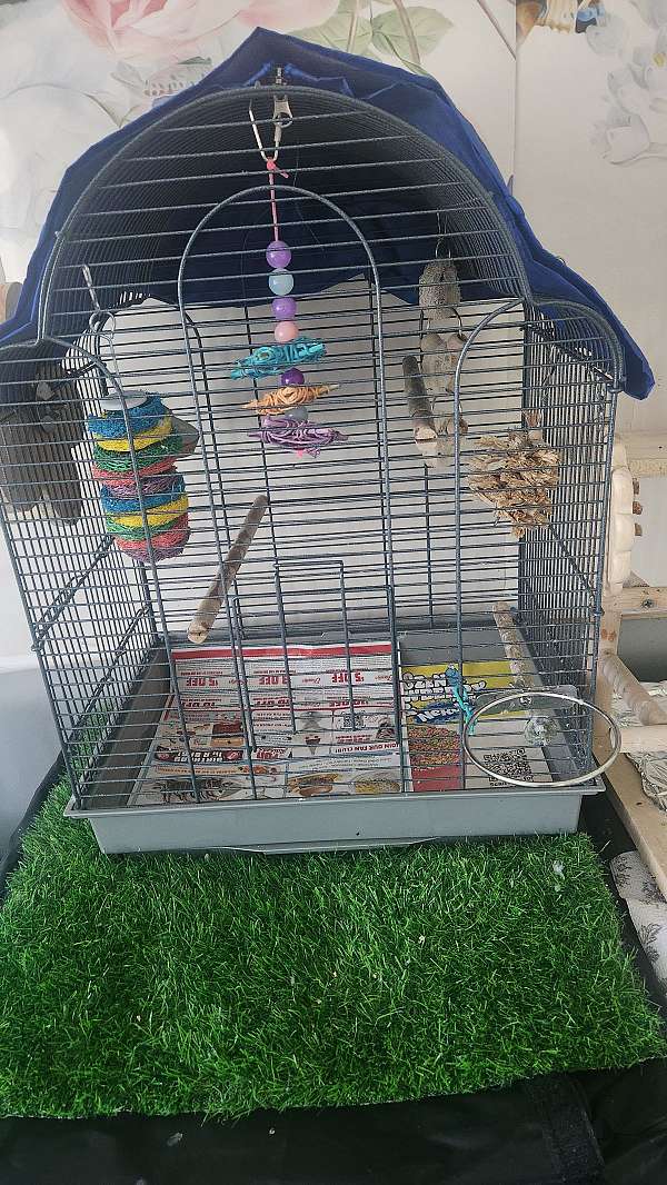 parakeet-for-sale-in-clementon-nj