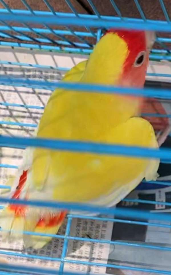 green-lutino-conure-for-sale