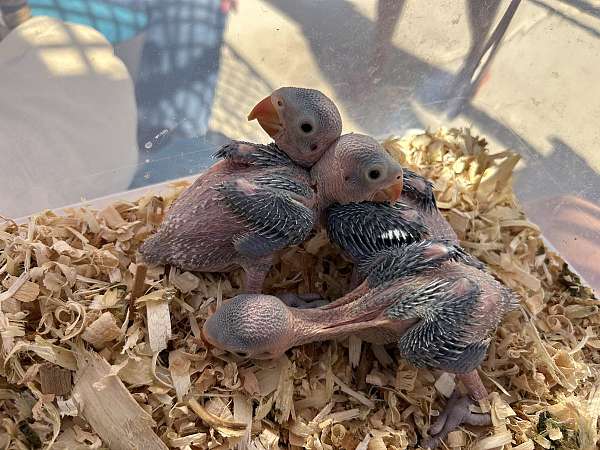 parrot-for-sale