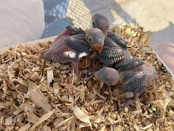 bird-for-sale-in-texas