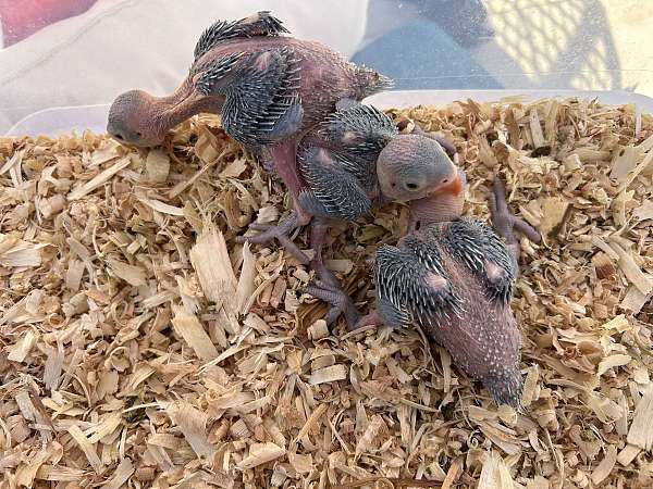 parrot-for-sale-in-texas