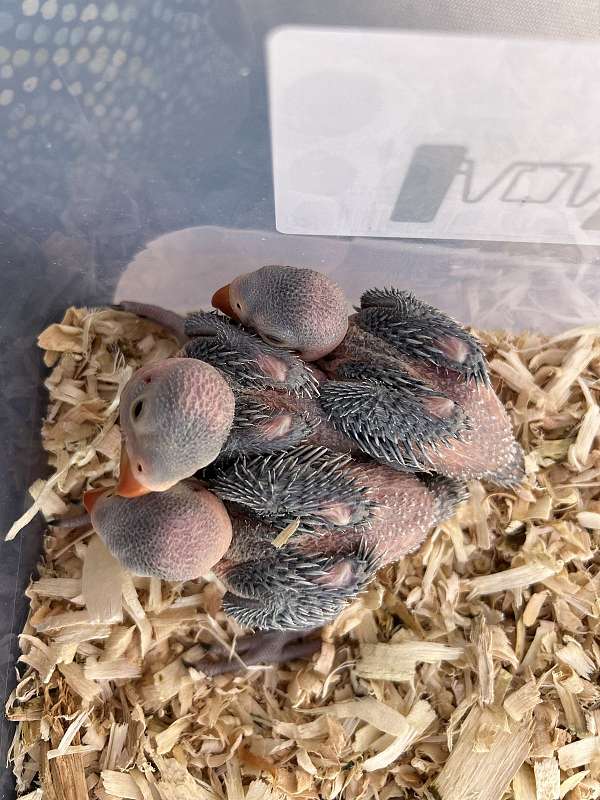 baby-bird