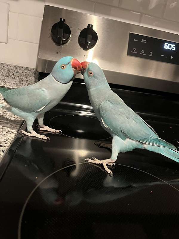 baby-parrot-for-sale