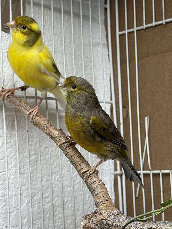 young-bird-for-sale-in-centennial-co