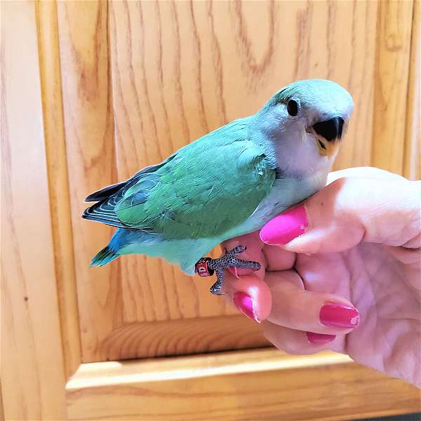blue-green-bird-for-sale-in-newville-pa
