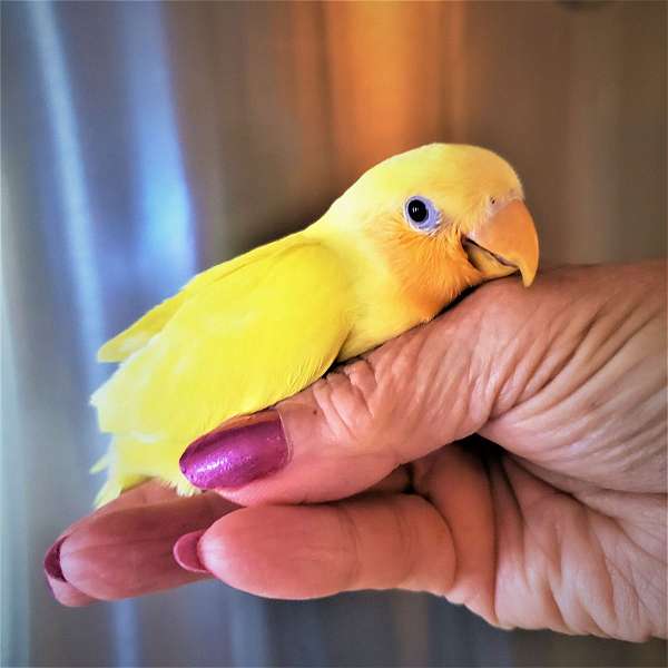 lutino-orange-lovebird-for-sale
