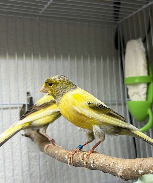 yellow-bird-for-sale-in-centennial-co