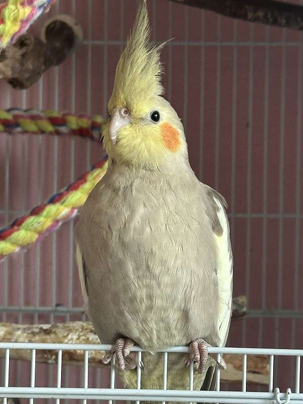 quiet-tame-bird-for-sale-in-fort-worth-tx