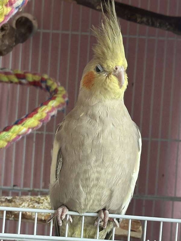 cockatiel-for-sale