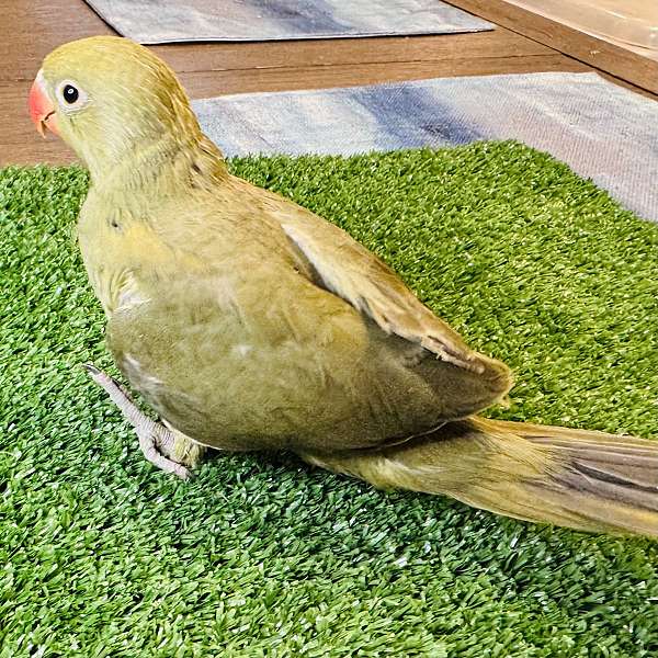 parakeet-for-sale