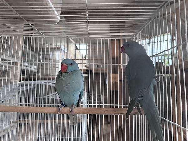 parakeet-for-sale
