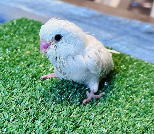 white-bird-for-sale-in-deltona-fl