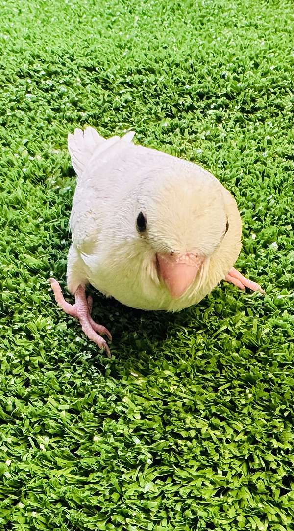 parrotlet-for-sale