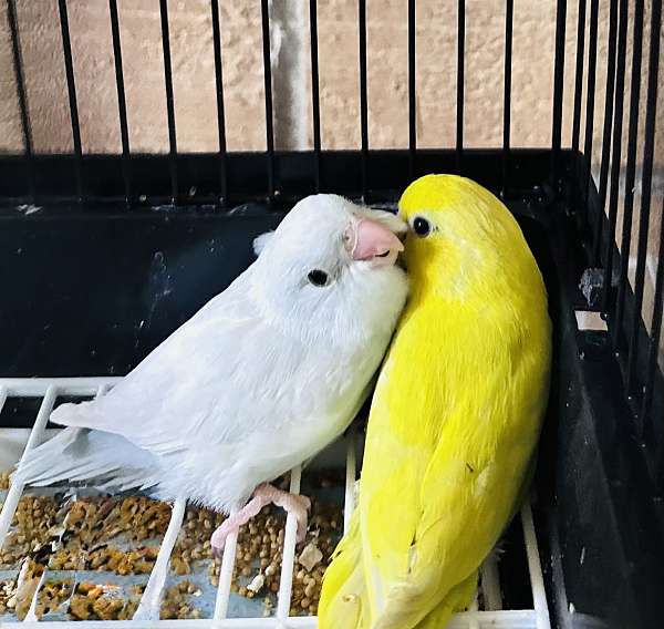 white-yellow-bird-for-sale-in-deltona-fl