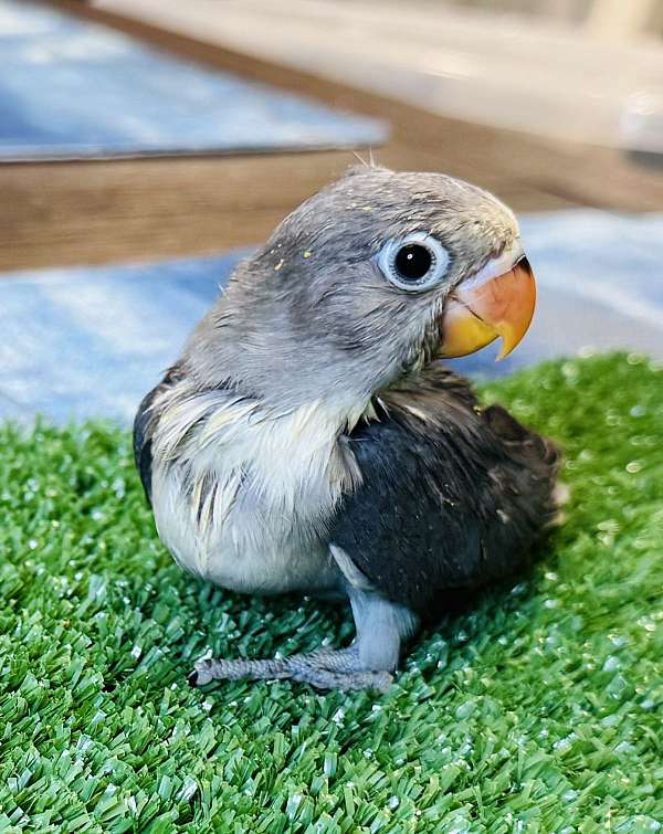 black-bird-for-sale-in-deltona-fl
