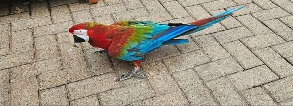 macaw-hybrid-macaw-for-sale-in-michigan