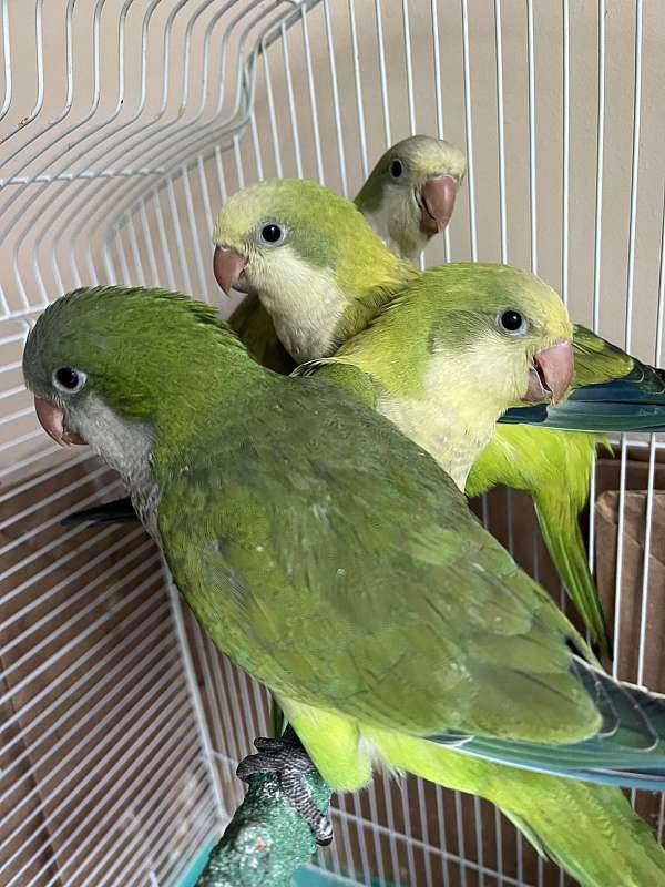 quaker-parrots-for-sale