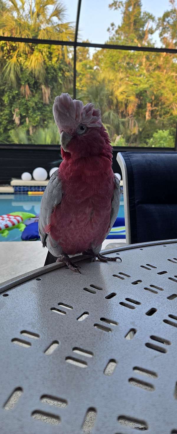 rose-breasted-cockatoo-for-sale-in-frankfort-il