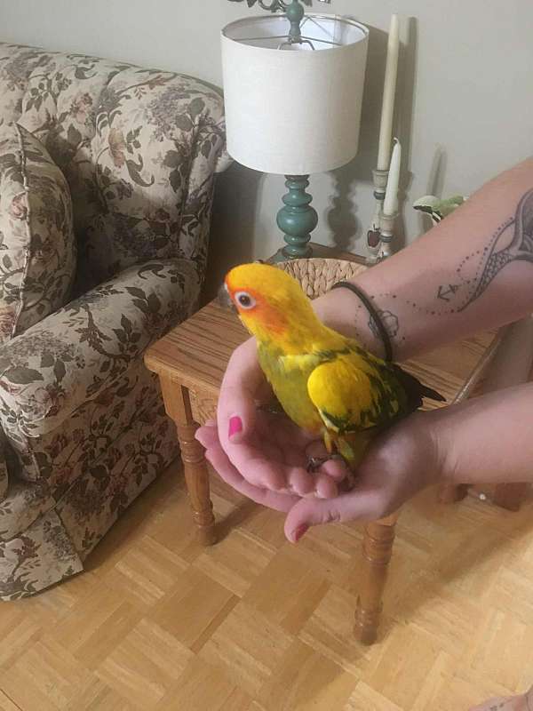 sun-conure-for-sale