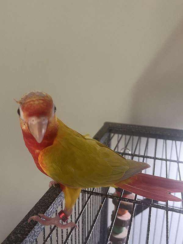 green-cheek-conure-for-sale-in-avon-in