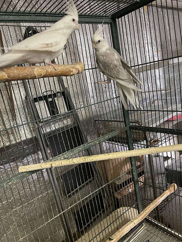 cockatiel-for-sale