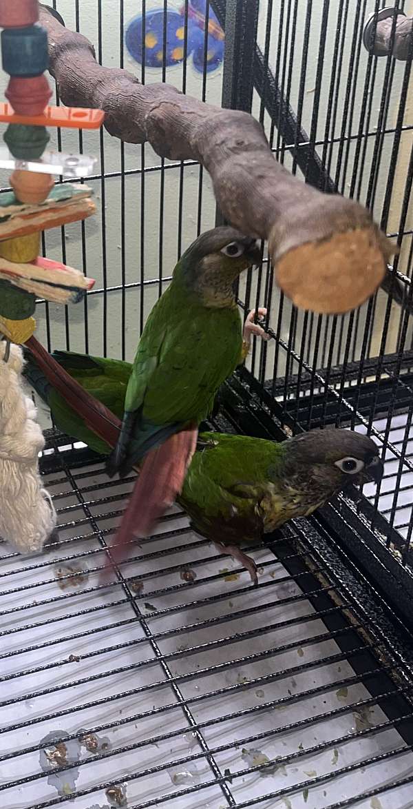 young-bird-for-sale-in-avon-in