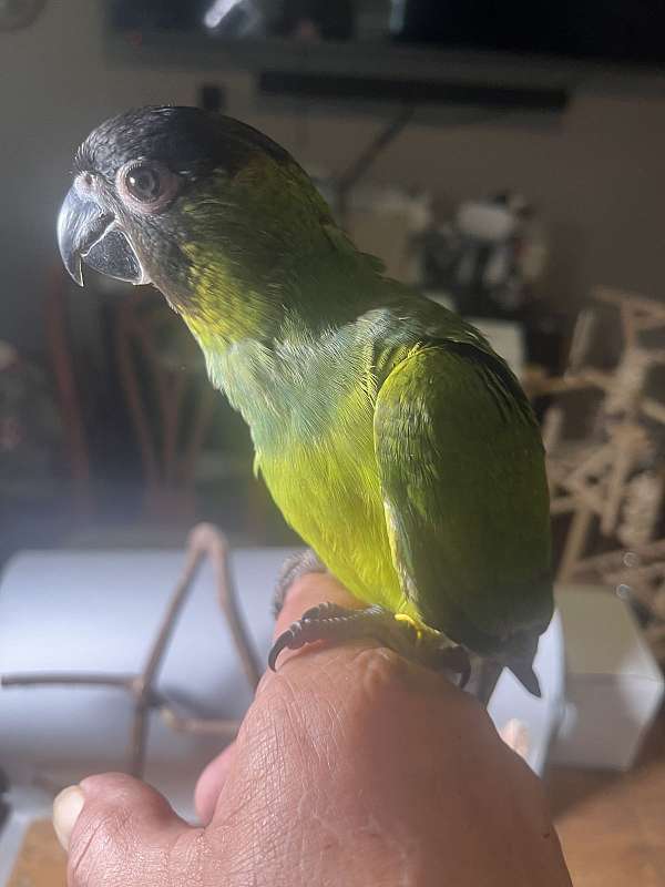 nanday-conure-for-sale-in-avon-in