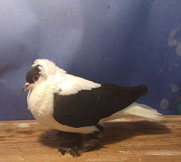 medium-bonded-pair-fancy-bird-for-sales