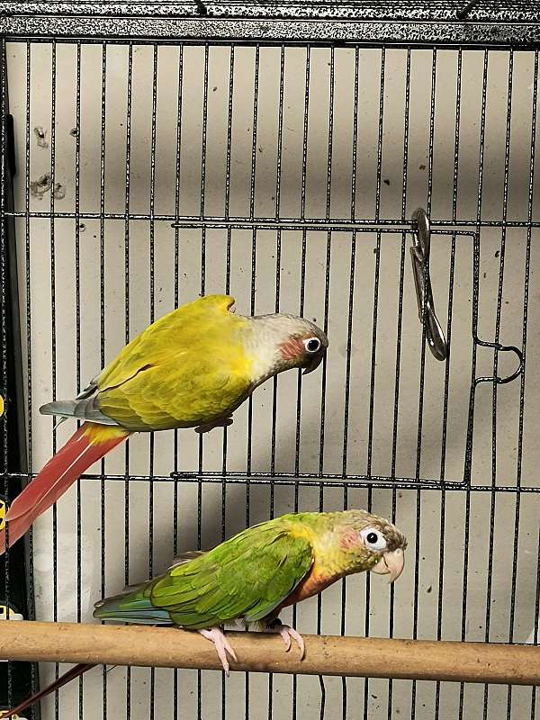 conure-for-sale