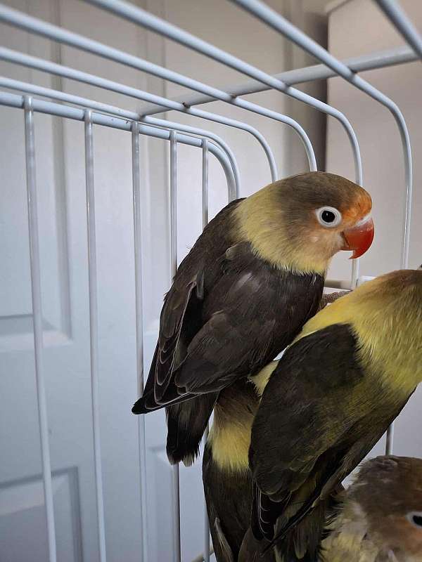 fischers-lovebird-for-sale-in-longwood-fl